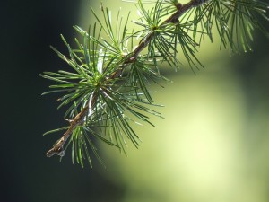 Pine Bark Extract effectively treats Erectile Dysfunction
