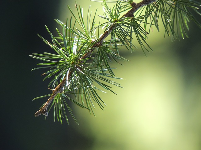 Pine Bark Extract treats Erectile Dysfunction effectively