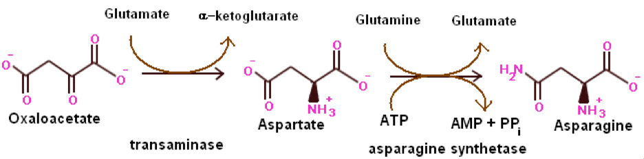 the chemical reaction of how asparagine is synthesised int he human body