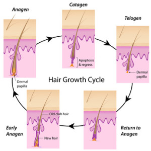 diet is the most common cause of a disrupted hair growth cycle
