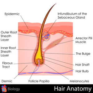 Hair Anatomy