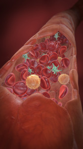 blood capillary