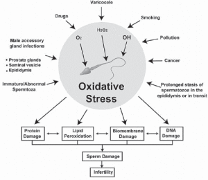 sperm oxidative stress
