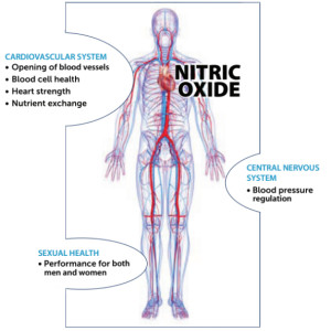 nitric oxide benefits men and women by improving their circulation which boosts erectile health in men